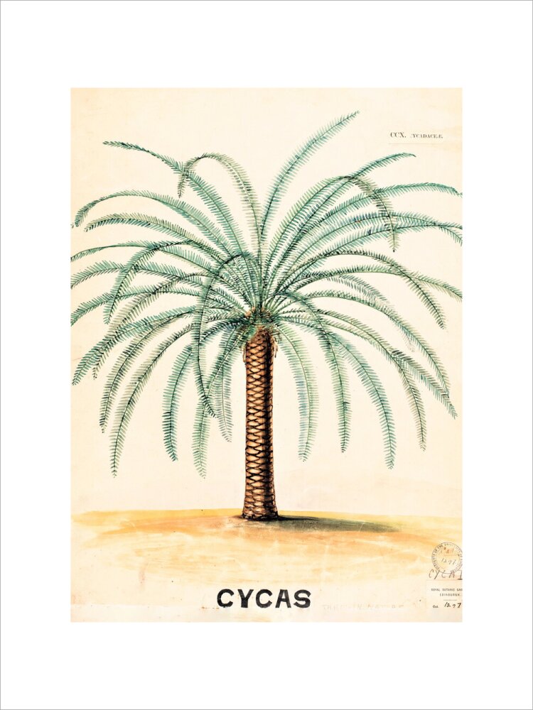 Cycas from John Hutton Balfour Teaching Diagram Collection