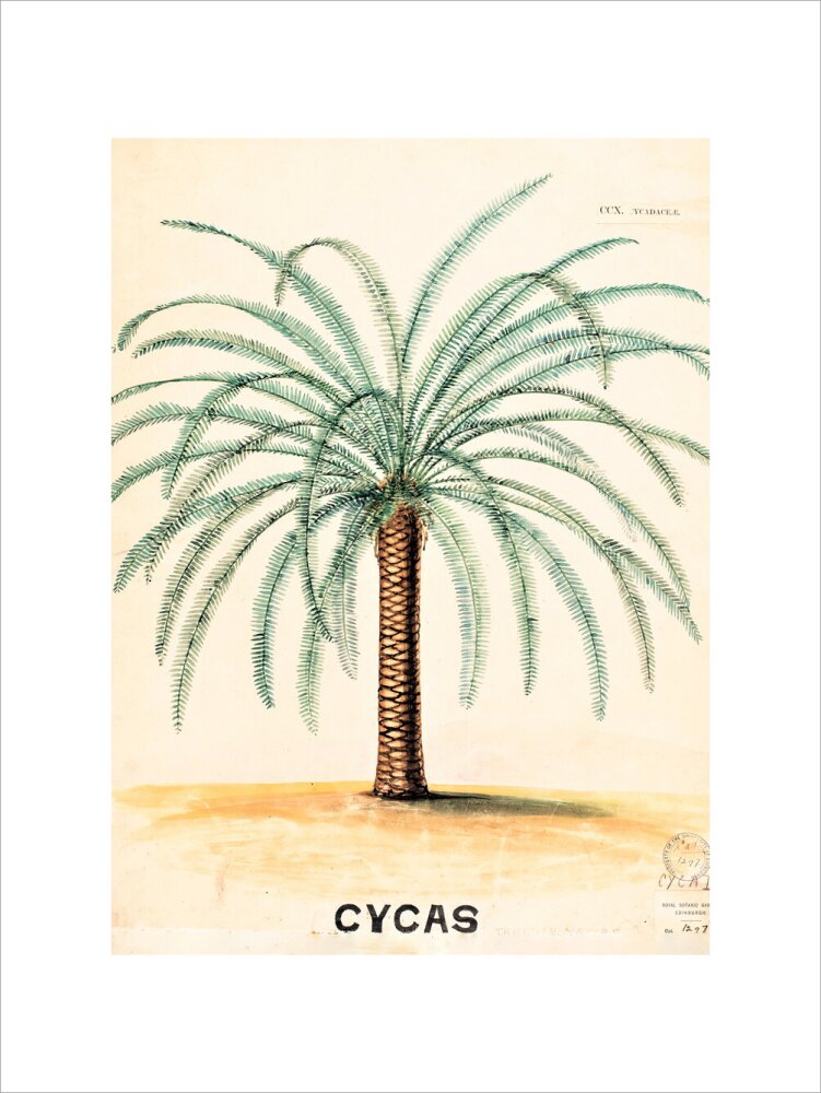 Cycas from John Hutton Balfour Teaching Diagram Collection