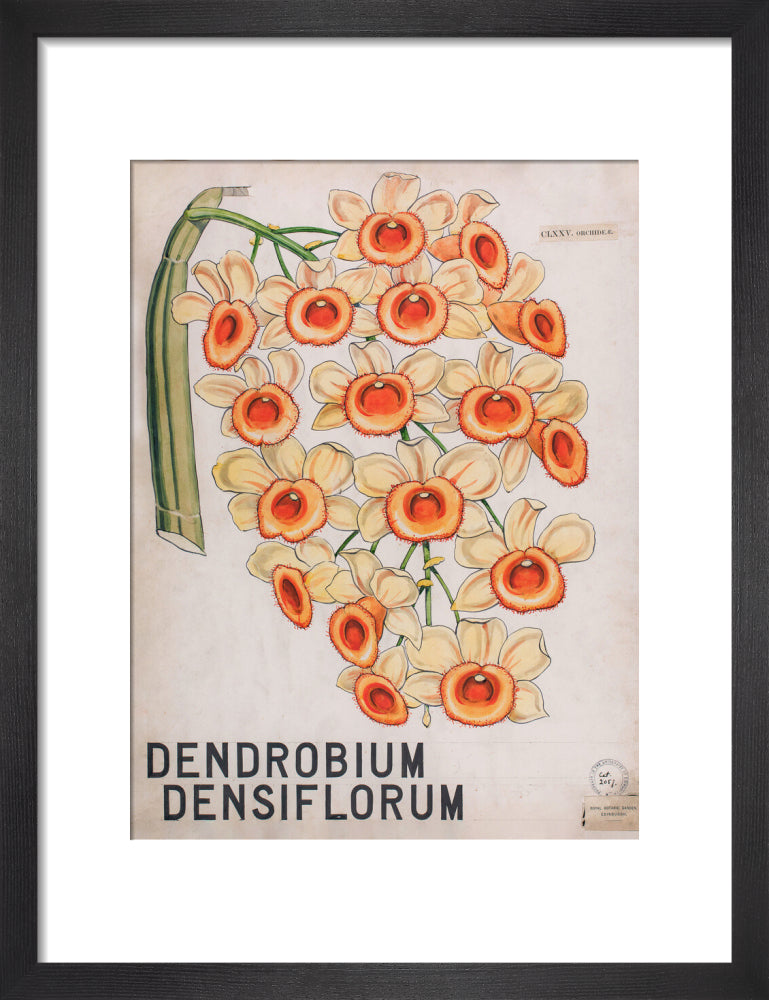 Dendrobium Densiflorum from John Hutton Balfour Teaching Diagram Collection