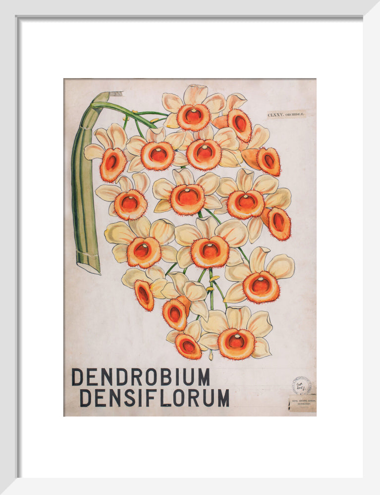 Dendrobium Densiflorum from John Hutton Balfour Teaching Diagram Collection