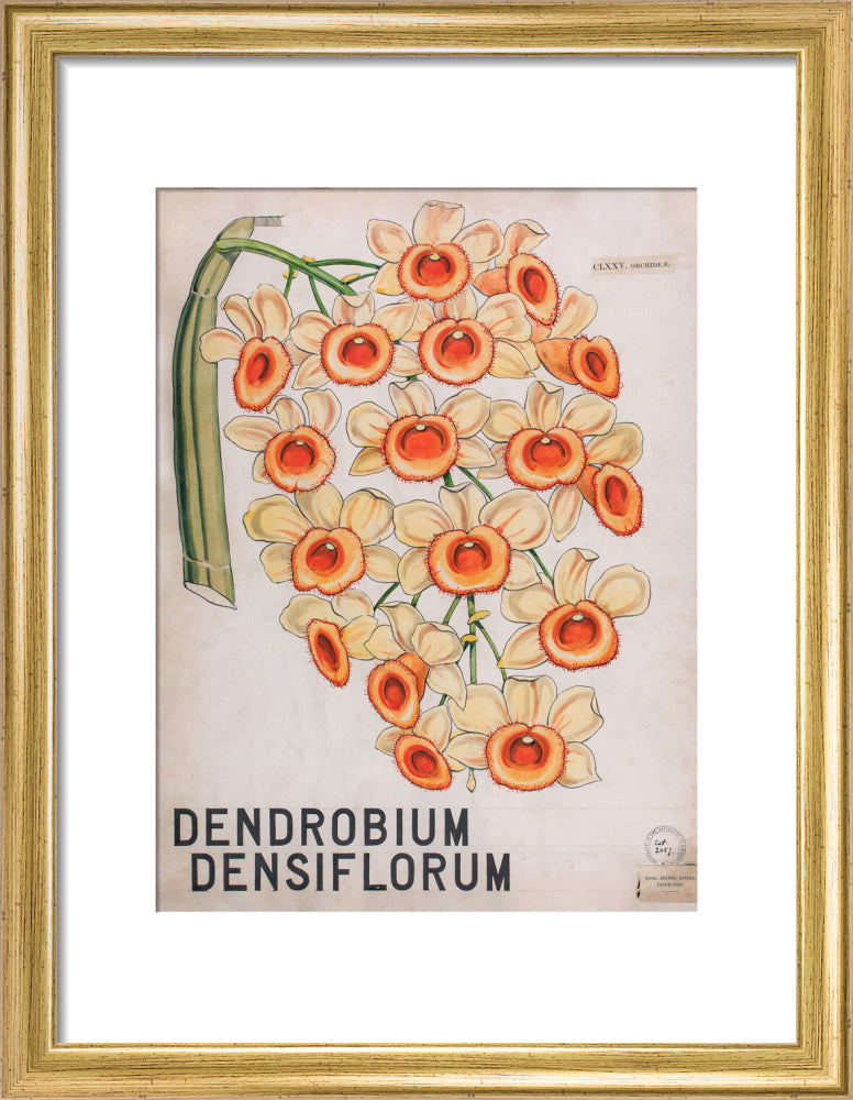 Dendrobium Densiflorum from John Hutton Balfour Teaching Diagram Collection