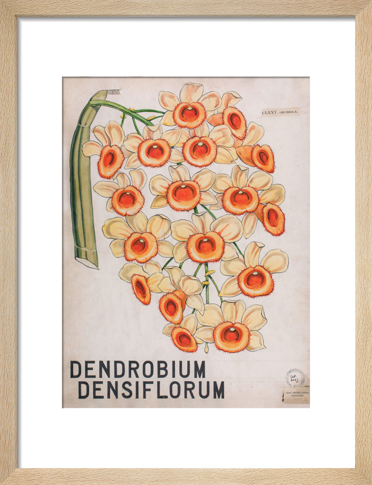 Dendrobium Densiflorum from John Hutton Balfour Teaching Diagram Collection