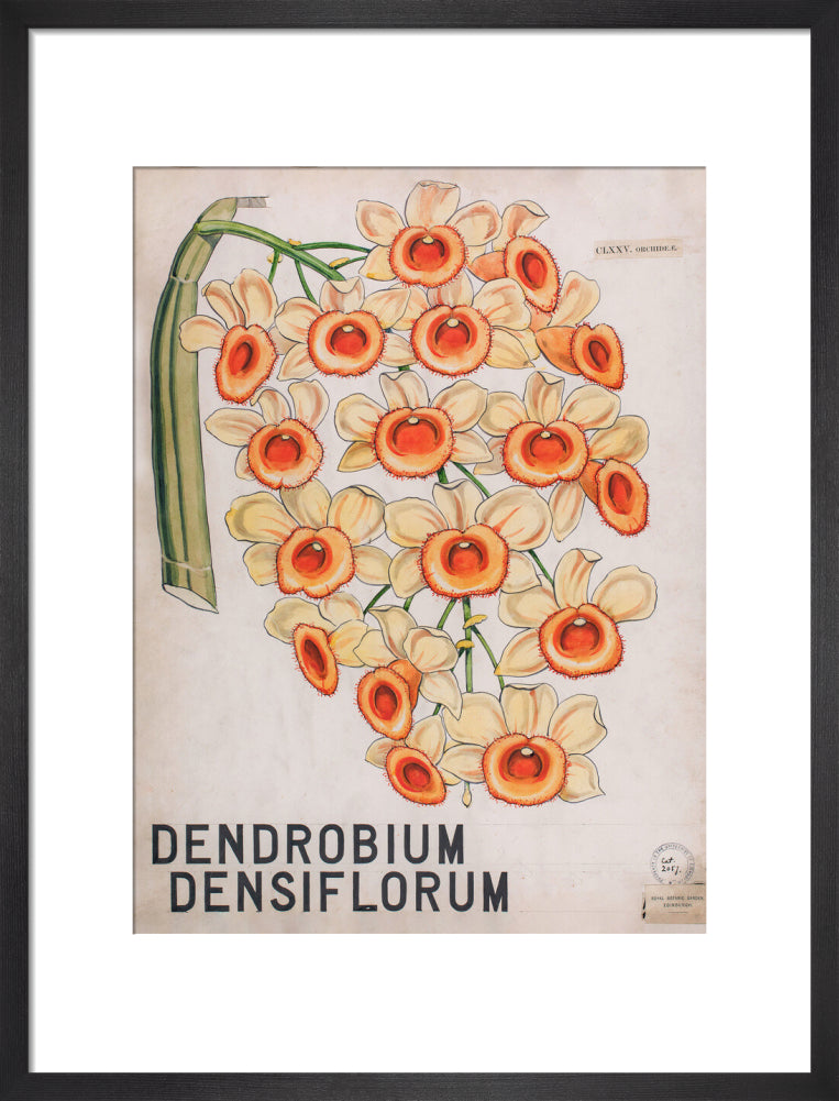 Dendrobium Densiflorum from John Hutton Balfour Teaching Diagram Collection