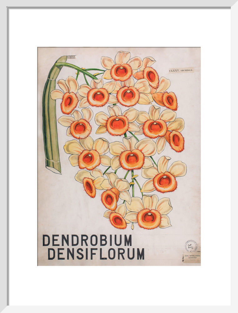 Dendrobium Densiflorum from John Hutton Balfour Teaching Diagram Collection