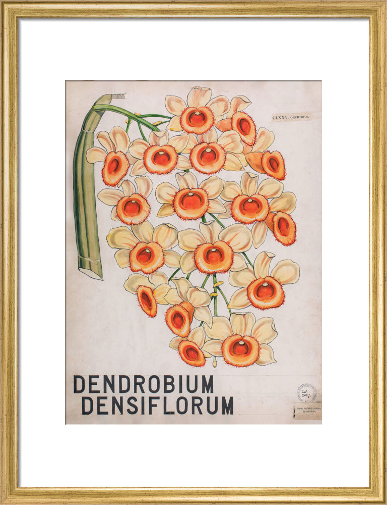 Dendrobium Densiflorum from John Hutton Balfour Teaching Diagram Collection