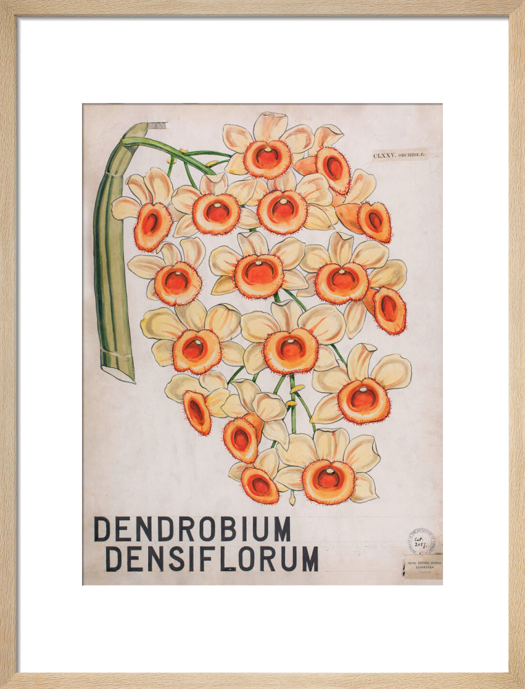 Dendrobium Densiflorum from John Hutton Balfour Teaching Diagram Collection