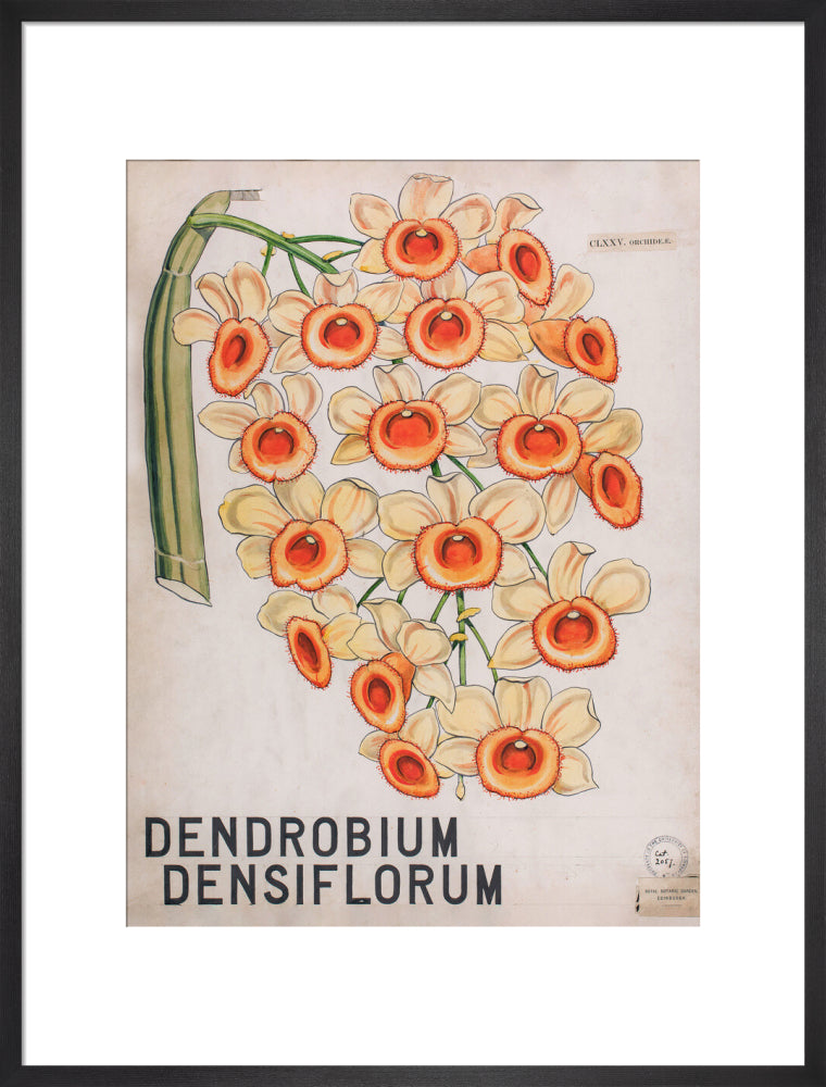 Dendrobium Densiflorum from John Hutton Balfour Teaching Diagram Collection