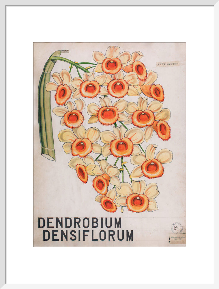 Dendrobium Densiflorum from John Hutton Balfour Teaching Diagram Collection