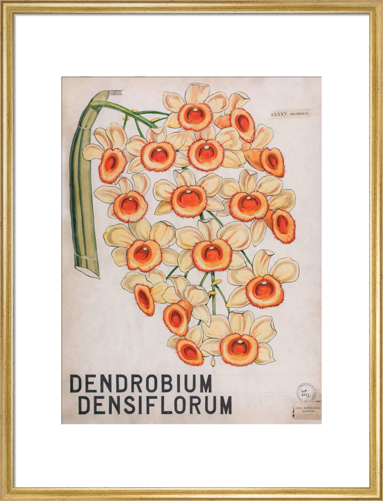 Dendrobium Densiflorum from John Hutton Balfour Teaching Diagram Collection