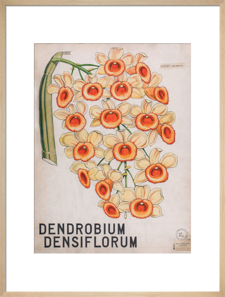 Dendrobium Densiflorum from John Hutton Balfour Teaching Diagram Collection