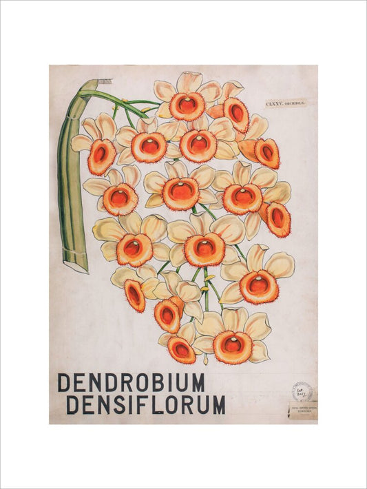 Dendrobium Densiflorum from John Hutton Balfour Teaching Diagram Collection