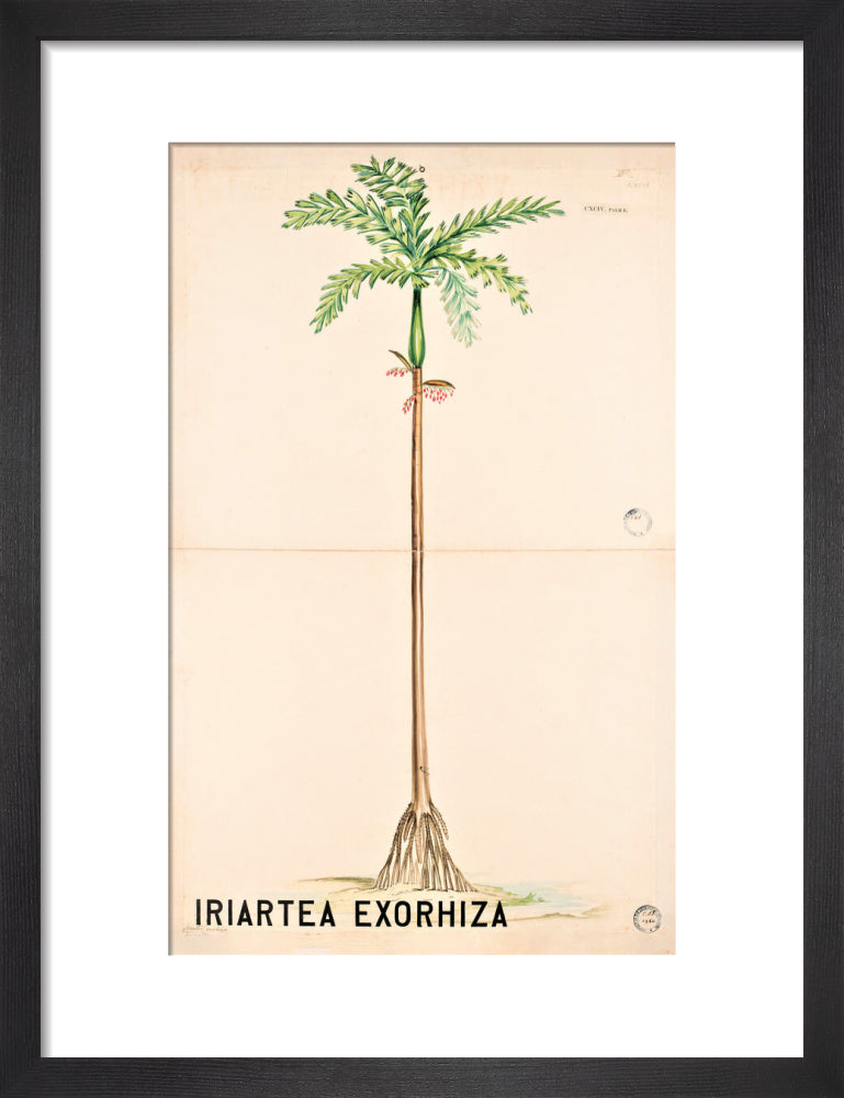 Iriartea Exorrhiza from John Hutton Balfour Teaching Diagram Collection
