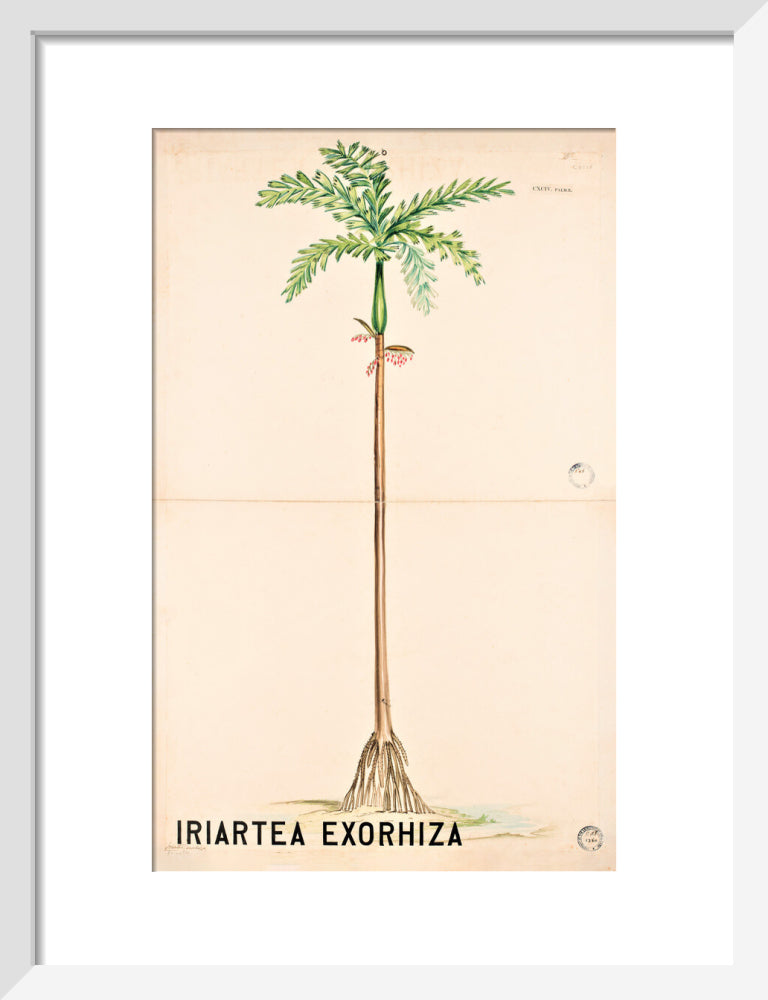 Iriartea Exorrhiza from John Hutton Balfour Teaching Diagram Collection