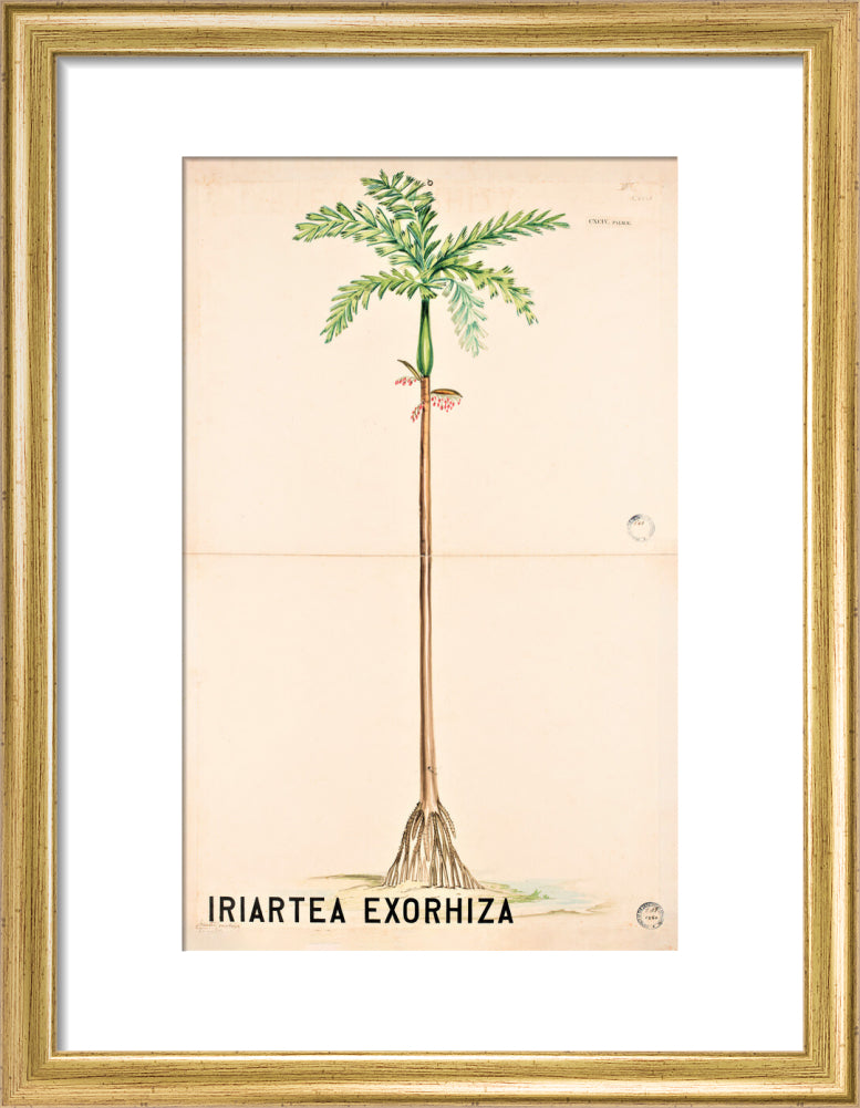 Iriartea Exorrhiza from John Hutton Balfour Teaching Diagram Collection