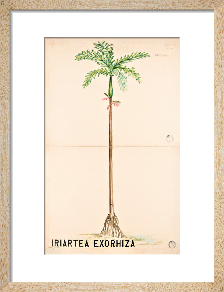 Iriartea Exorrhiza from John Hutton Balfour Teaching Diagram Collection