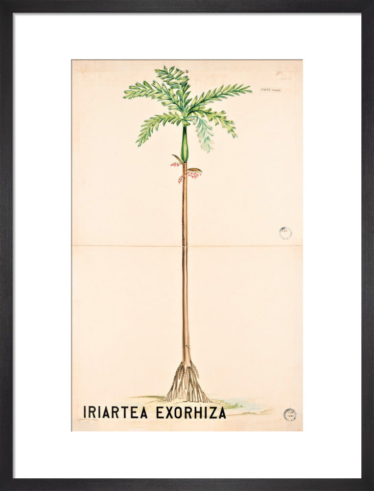 Iriartea Exorrhiza from John Hutton Balfour Teaching Diagram Collection