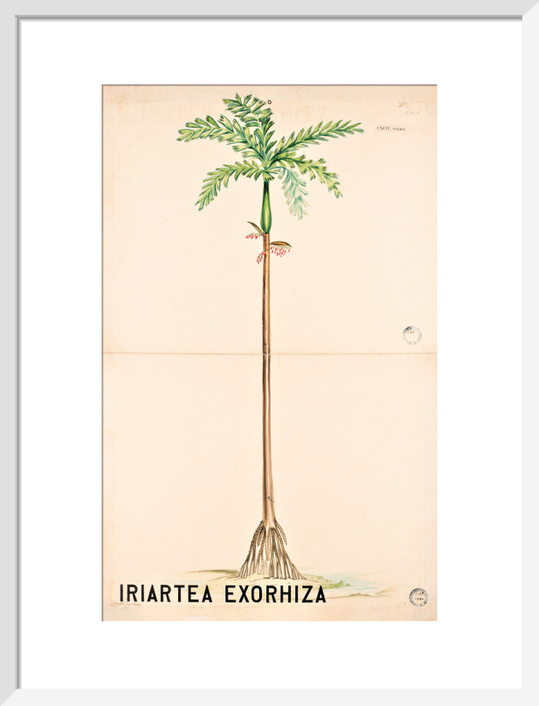 Iriartea Exorrhiza from John Hutton Balfour Teaching Diagram Collection