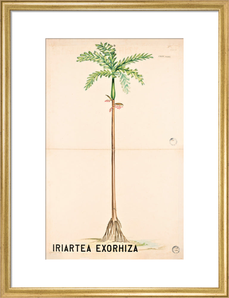 Iriartea Exorrhiza