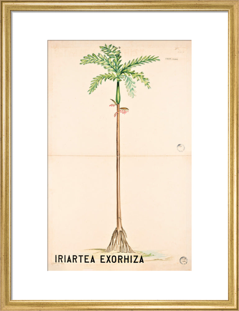 Iriartea Exorrhiza from John Hutton Balfour Teaching Diagram Collection