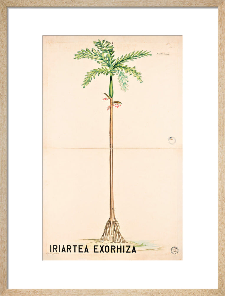 Iriartea Exorrhiza from John Hutton Balfour Teaching Diagram Collection