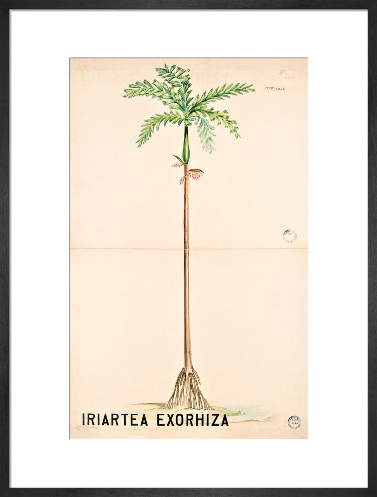 Iriartea Exorrhiza from John Hutton Balfour Teaching Diagram Collection