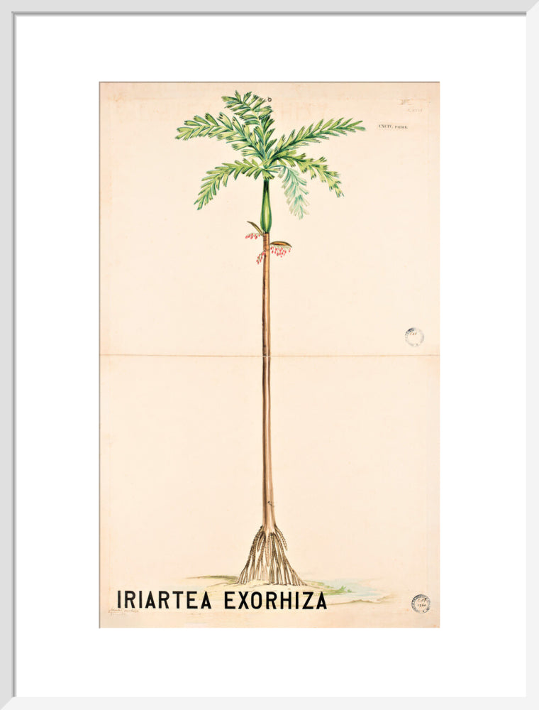 Iriartea Exorrhiza from John Hutton Balfour Teaching Diagram Collection