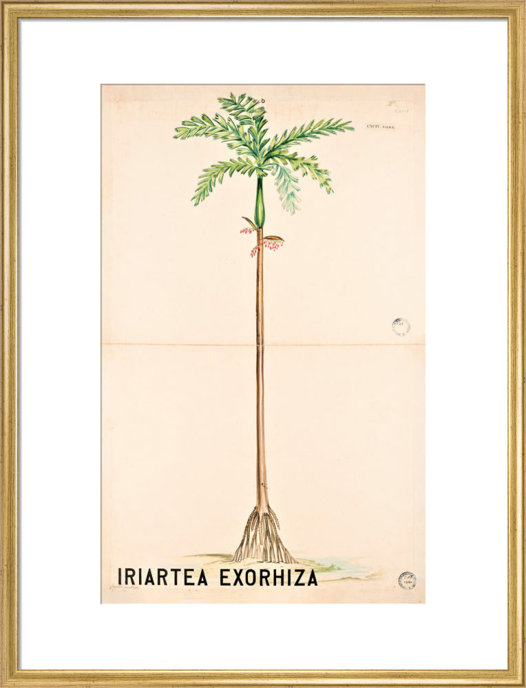 Iriartea Exorrhiza from John Hutton Balfour Teaching Diagram Collection