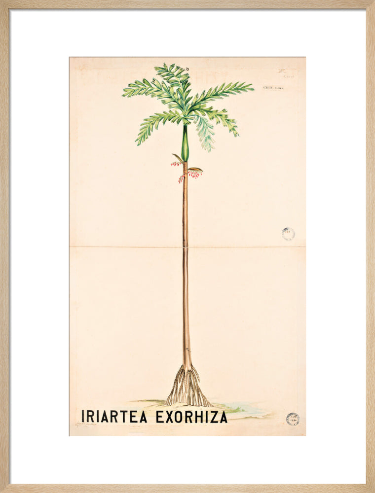 Iriartea Exorrhiza from John Hutton Balfour Teaching Diagram Collection