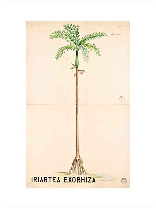 Iriartea Exorrhiza from John Hutton Balfour Teaching Diagram Collection