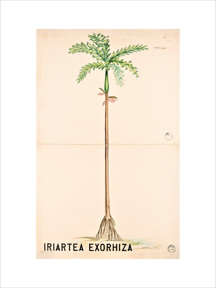 Iriartea Exorrhiza from John Hutton Balfour Teaching Diagram Collection