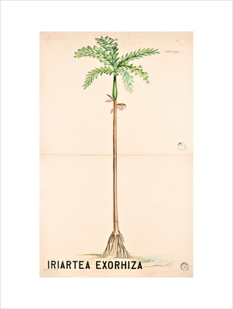 Iriartea Exorrhiza