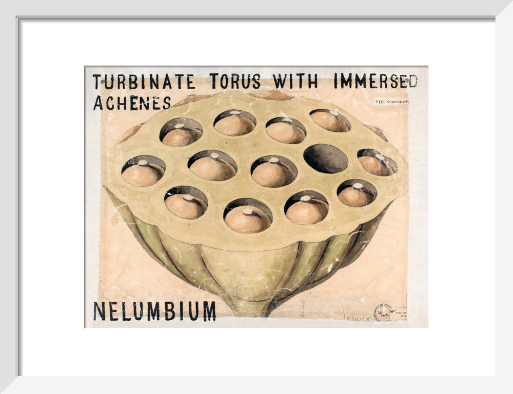 Nelumbium from John Hutton Balfour Teaching Diagram Collection