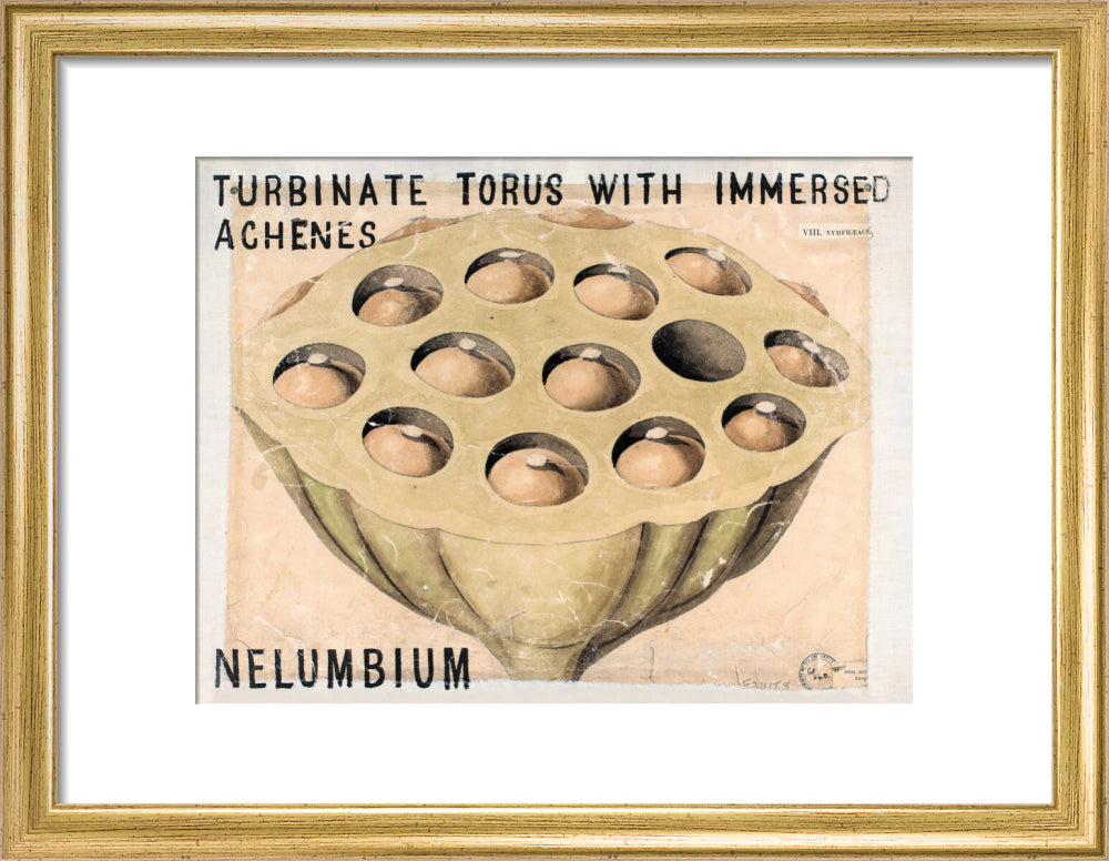 Nelumbium from John Hutton Balfour Teaching Diagram Collection