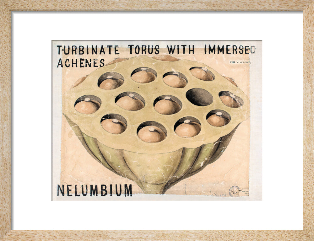 Nelumbium from John Hutton Balfour Teaching Diagram Collection