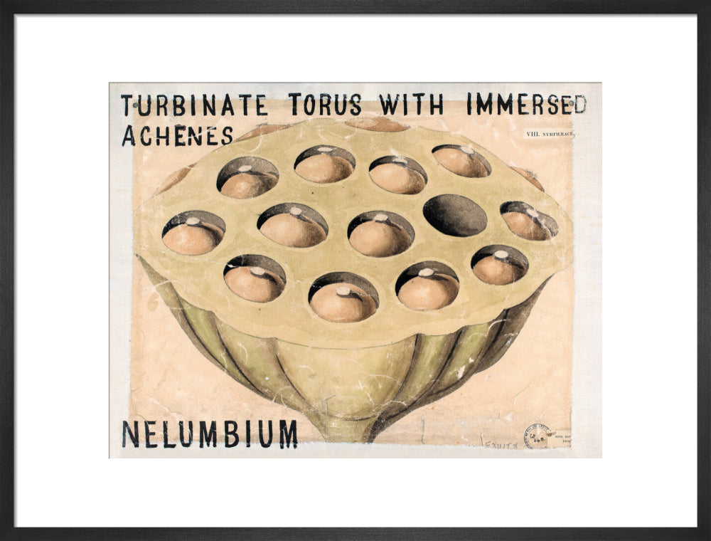 Nelumbium from John Hutton Balfour Teaching Diagram Collection