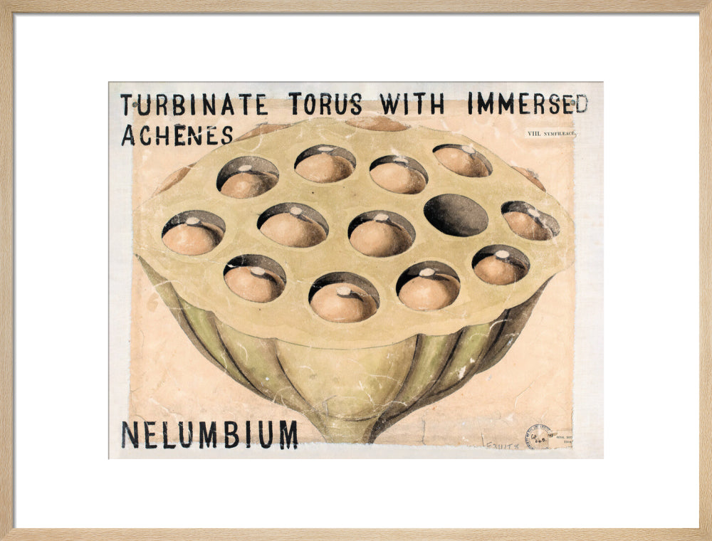 Nelumbium from John Hutton Balfour Teaching Diagram Collection