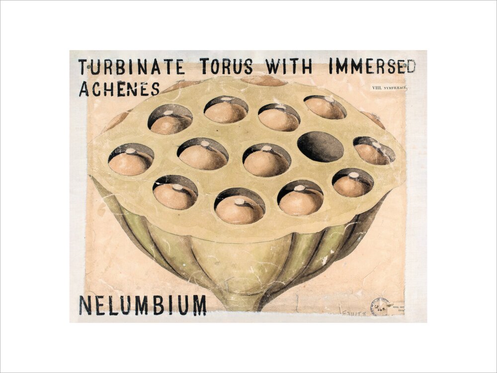 Nelumbium from John Hutton Balfour Teaching Diagram Collection