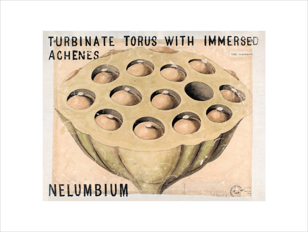 Nelumbium from John Hutton Balfour Teaching Diagram Collection