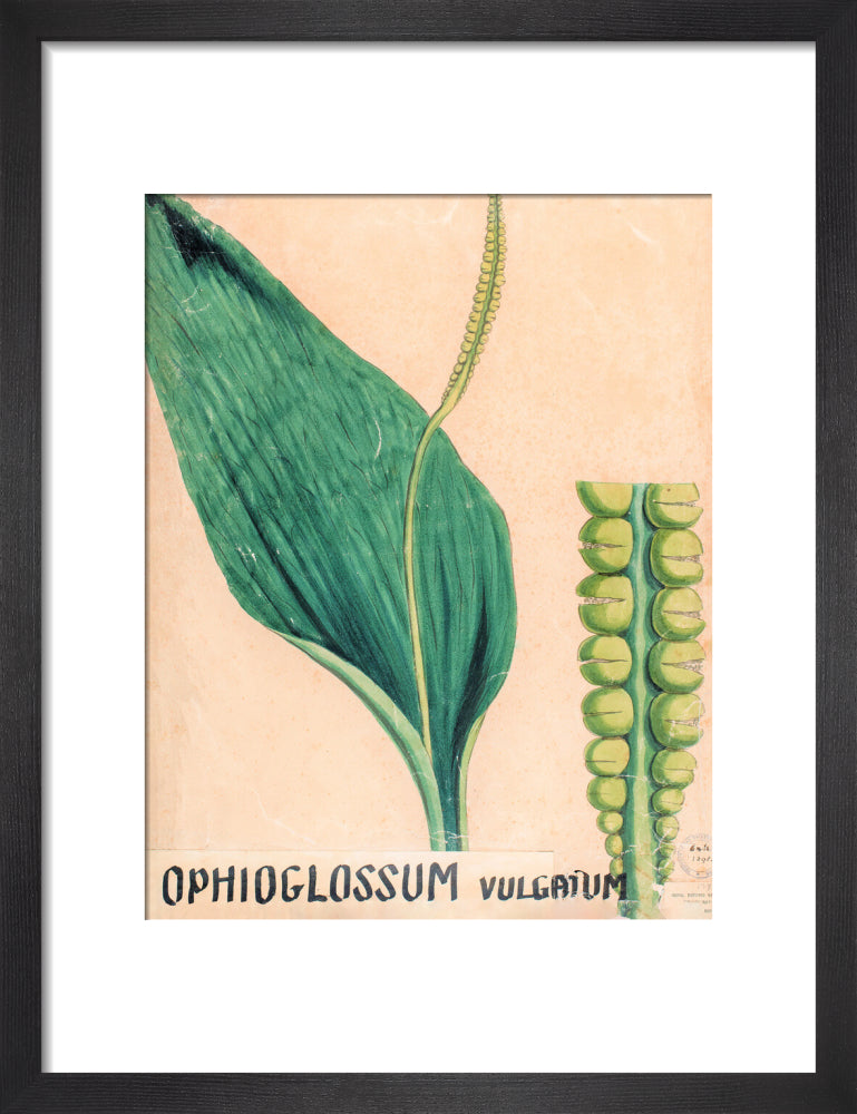 Ophioglossum Vulgatum from John Hutton Balfour Teaching Diagram Collection