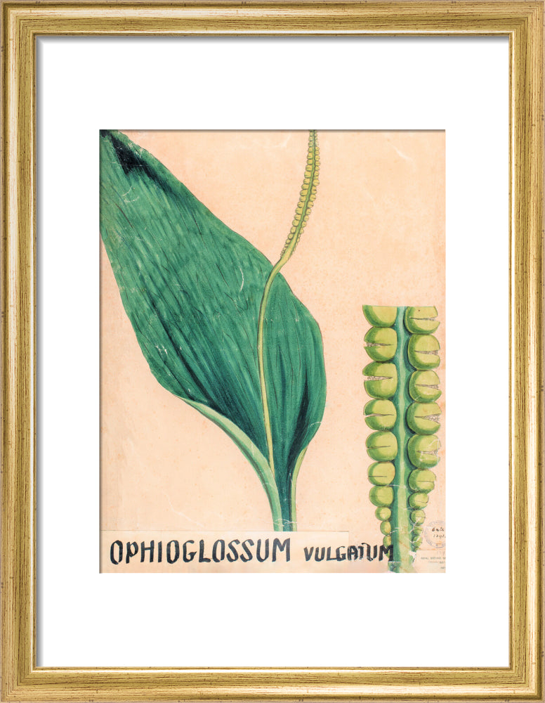 Ophioglossum Vulgatum from John Hutton Balfour Teaching Diagram Collection