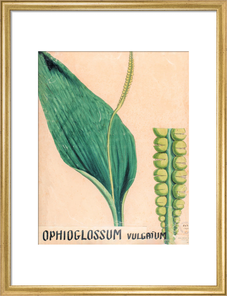 Ophioglossum Vulgatum from John Hutton Balfour Teaching Diagram Collection