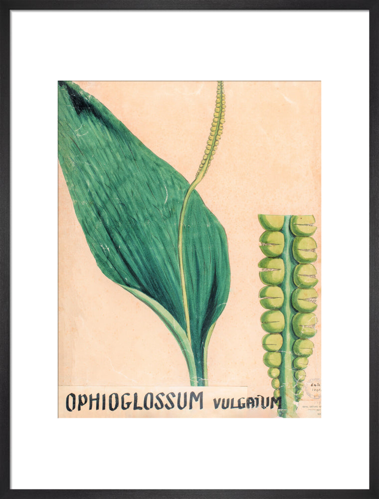Ophioglossum Vulgatum from John Hutton Balfour Teaching Diagram Collection