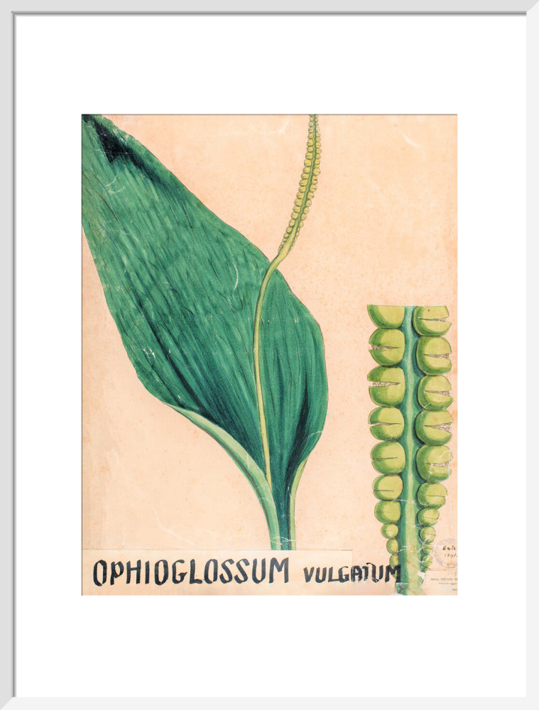 Ophioglossum Vulgatum from John Hutton Balfour Teaching Diagram Collection