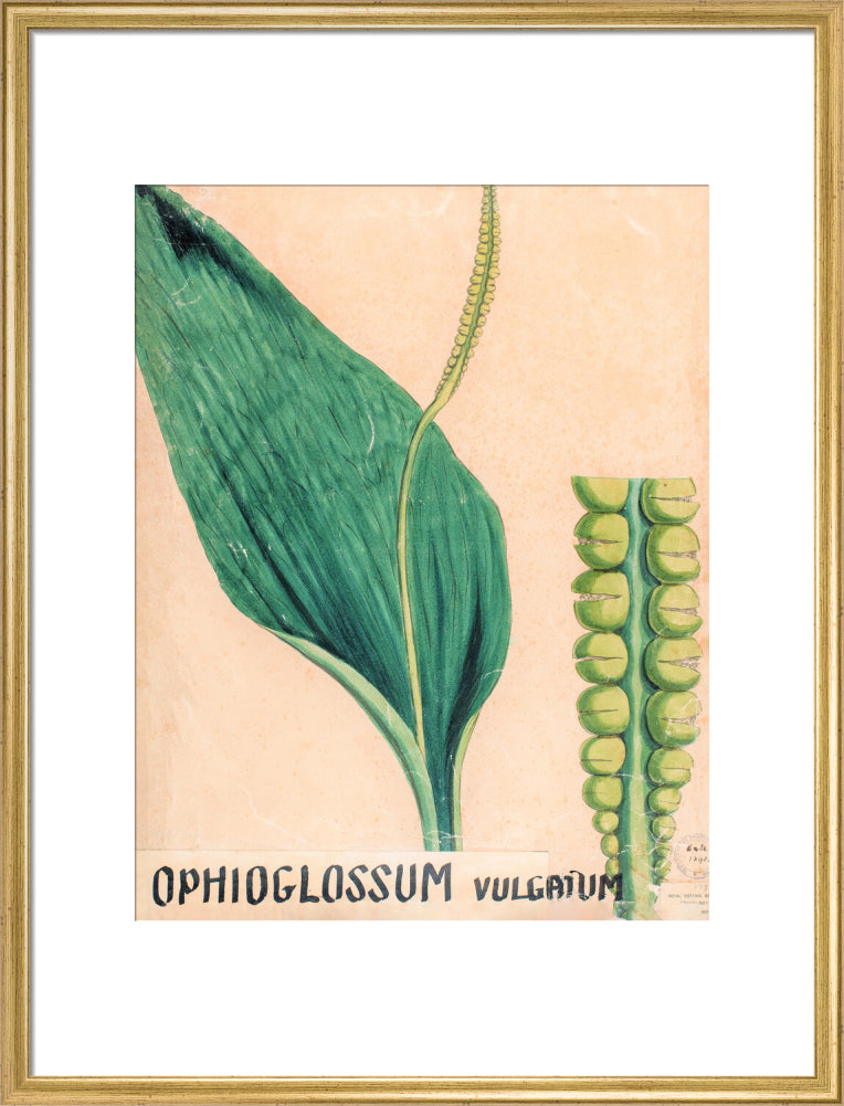 Ophioglossum Vulgatum from John Hutton Balfour Teaching Diagram Collection