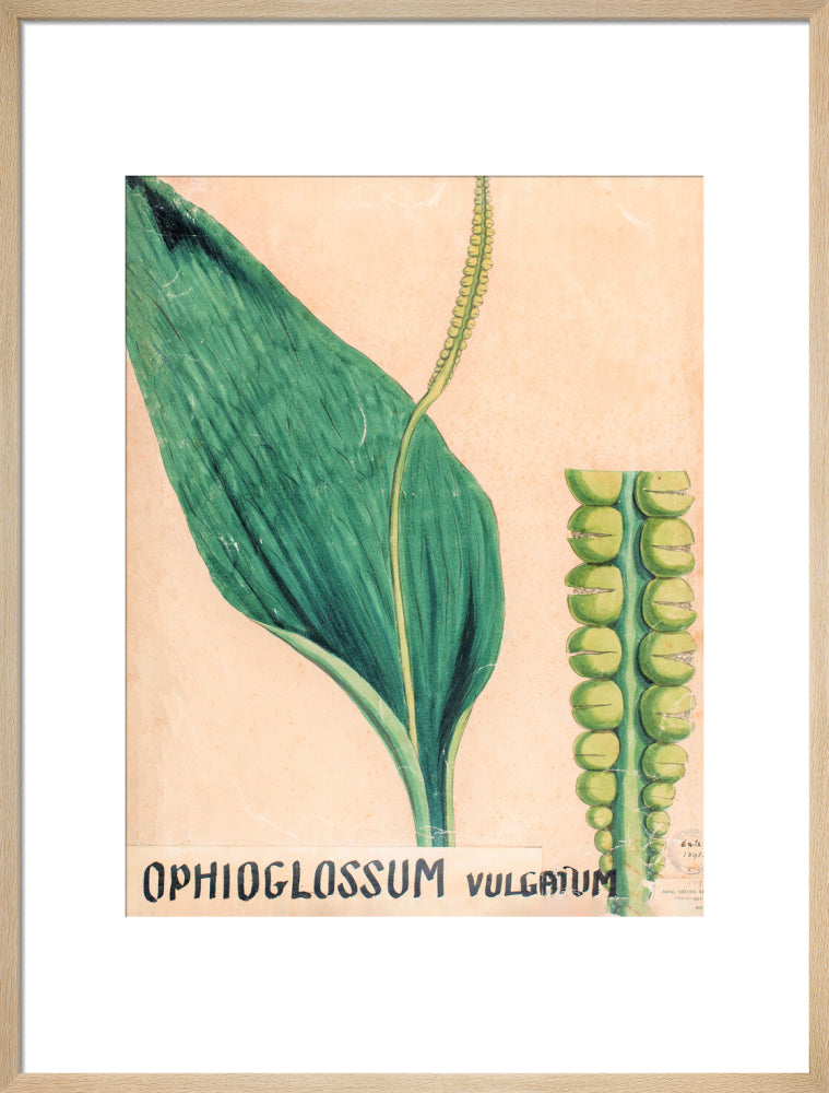 Ophioglossum Vulgatum from John Hutton Balfour Teaching Diagram Collection