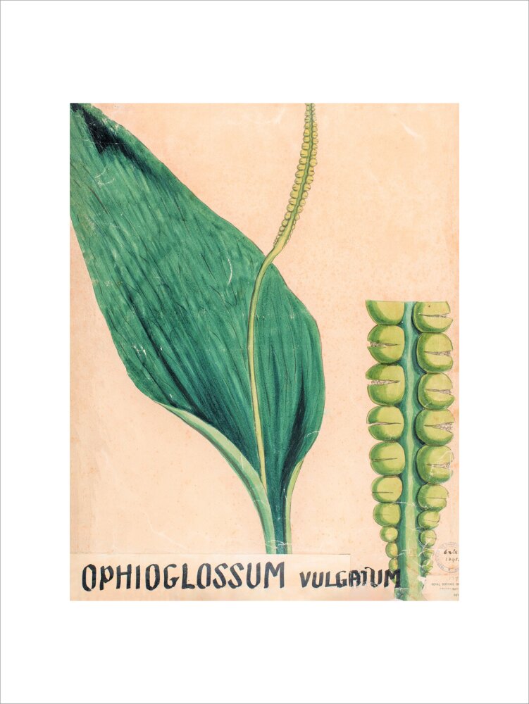 Ophioglossum Vulgatum from John Hutton Balfour Teaching Diagram Collection