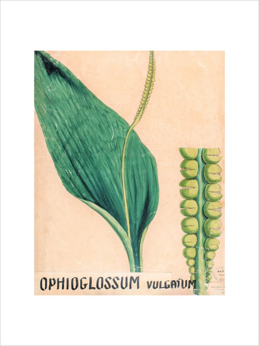 Ophioglossum Vulgatum from John Hutton Balfour Teaching Diagram Collection