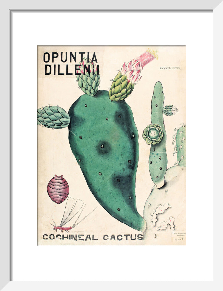 Opuntia Dillenis from John Hutton Balfour Teaching Diagram Collection