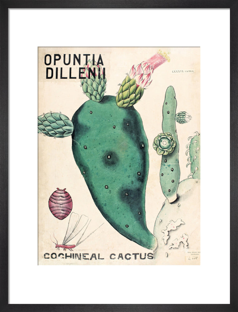 Opuntia Dillenis from John Hutton Balfour Teaching Diagram Collection