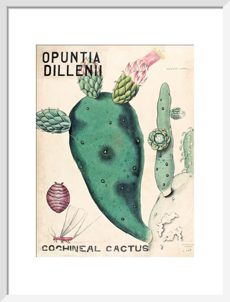 Opuntia Dillenis from John Hutton Balfour Teaching Diagram Collection